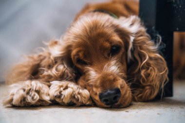 Tatlı, sıkılmış köpek cocker spanyel oturma odasında.
