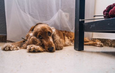 Tatlı, sıkılmış köpek cocker spanyel oturma odasında.