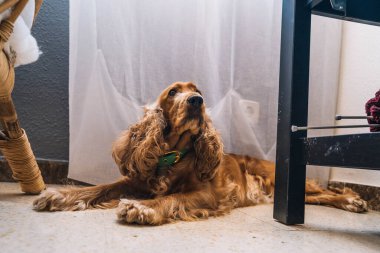 Tatlı, sıkılmış köpek cocker spanyel oturma odasında.