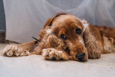 Tatlı, sıkılmış köpek cocker spanyel oturma odasında.