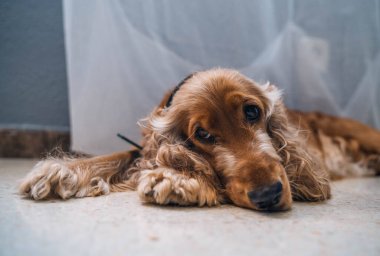 Tatlı, sıkılmış köpek cocker spanyel oturma odasında.
