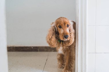 Tatlı, sıkılmış köpek cocker spanyel oturma odasında.