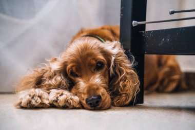 Tatlı, sıkılmış köpek cocker spanyel oturma odasında.