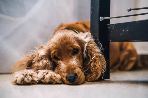 Tatlı, sıkılmış köpek cocker spanyel oturma odasında.