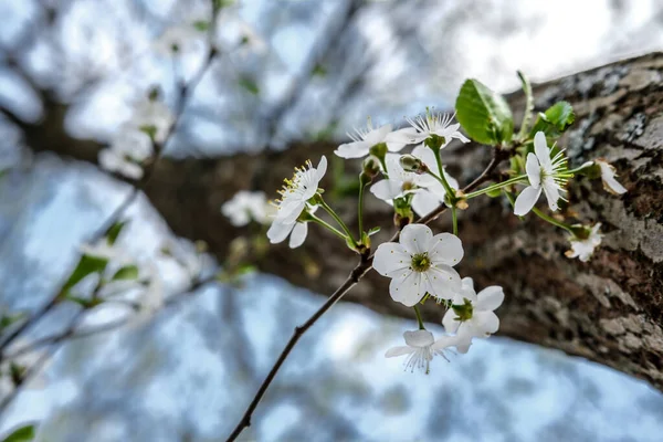 Small white flowers of bird cherry against the background of the sky and a tree that rises in height.