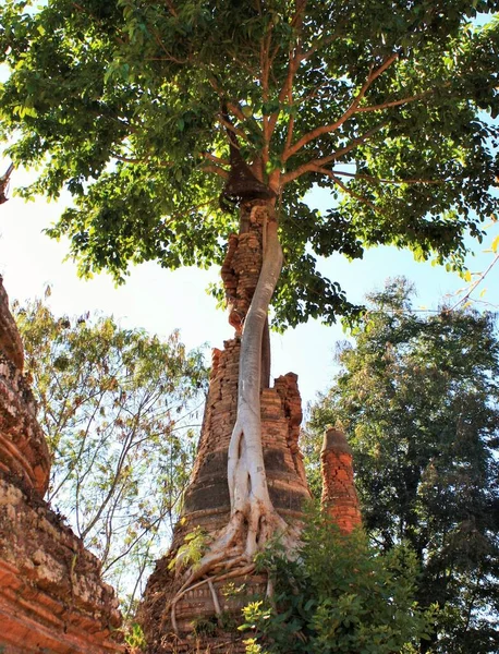 Crumbling old stone pagoda with tree growing out of it at In Dien located on the southwestern side of Inle Lake, Myanmar