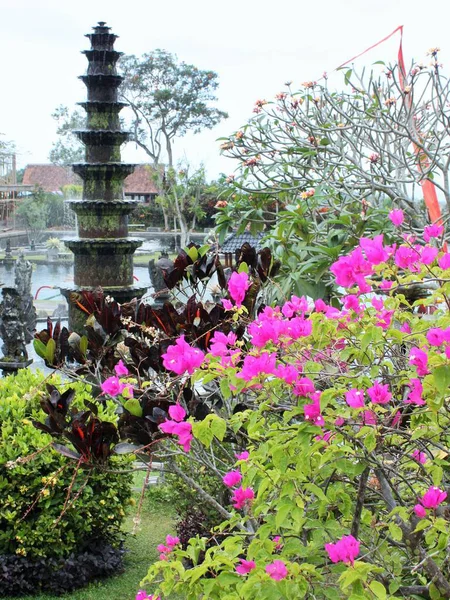 Arka planda bahçe ve gölet bulunan Bougainvillea bitkisi, Bali, Endonezya