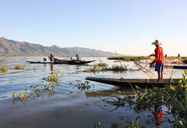 Birmanyalı balıkçılar yeşil bitkilerin arasında küçük teknelerde dururken Inle Gölü, Shan Eyaleti, Myanmar 'da ağlarla balık tutuyorlar.