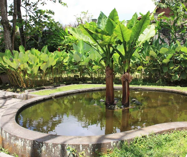Manzaralı bir bahçede tropik bitkilerle dolu bir gölet, Bali, Endonezya