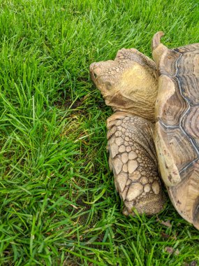 30 yaşında tortiloz dışarıda dolaşıyor.
