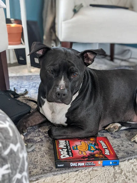 Pitbull waiting for story time with his favorite super hero.
