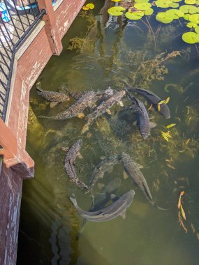 Küçük bir kız tarafından Doritos ile beslenen bir ziyafet..