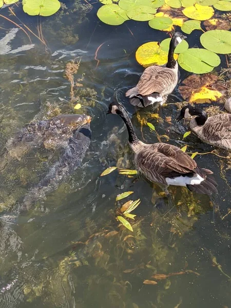 Eine Schule Von Carpe Wartet Darauf Von Einem Kind Mit — Stockfoto