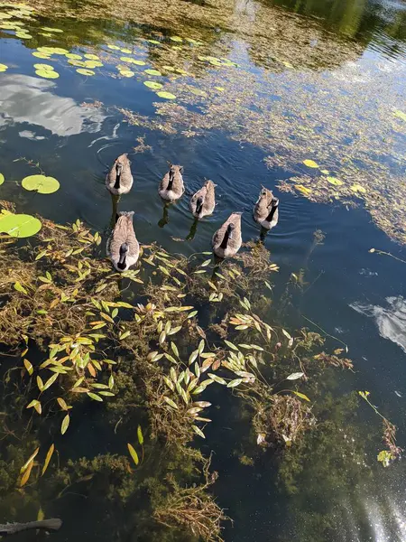 Gänseschwärme Kommen Sehen Die Carpe Fressen — Stockfoto