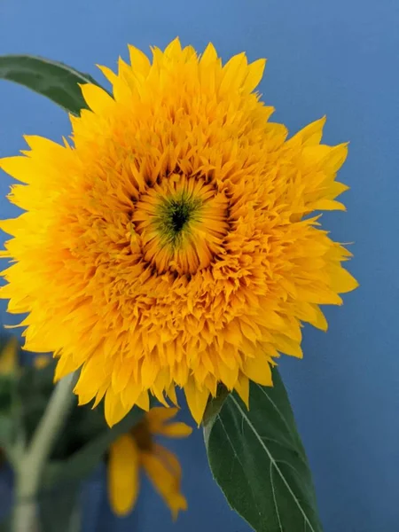 Sonnenblume Einer Vase Mit Blauem Hintergrund — Stockfoto