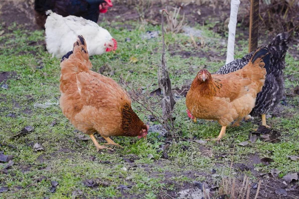 Poultry farming.Chicken in her arms.