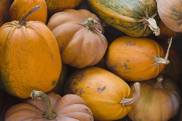 Lots Pumpkins Autumn Harvest — Stock Photo, Image
