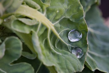 Lahana yaprağına yağmur damlaları.
