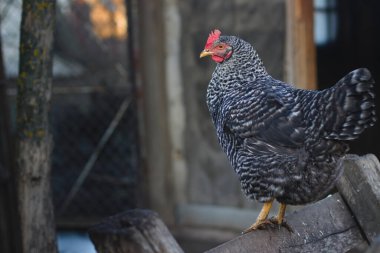 Eski bir ahırın parçaları. Yakın plan..