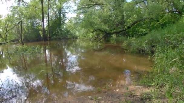 Wysoka Woda Drzewa Stoją Rzece Spokojny Dzień Beczkach Wodnych — Wideo stockowe