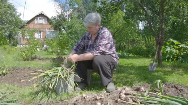 Starsza Kobieta Pracuje Ogrodzie Oczyszcza Czosnek Góry Ziemi Korzeni Tle — Wideo stockowe