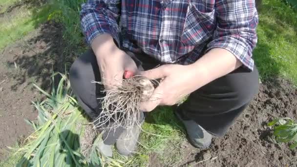 Woman Cuts Roots Garlic Garden Scissors Sun Shining Clear Day — Stock Video