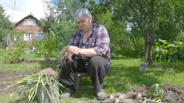 Ein Rentner Schneidet Auf Einem Grundstück Knoblauch Ländliche Gegend Hintergrund — Stockvideo
