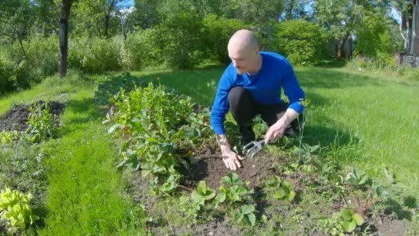 Man Weeding Strawberries Loosens Ground Access Roots Plants Oxygen Its — Stock Video