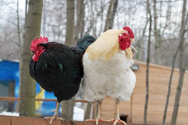Due galli, bianco e nero, guardano in direzioni diverse. — Foto Stock