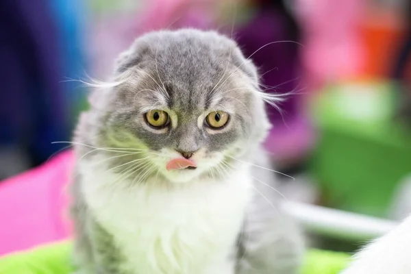 Şirin kedi yavrusu İskoç kıvrımlı.