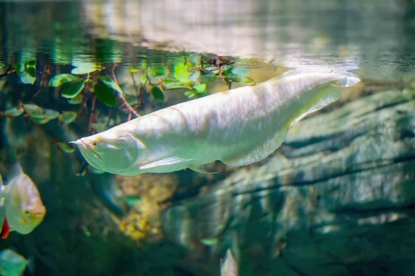 Große, weiße, Reliquienfische. Im Hintergrund Blätter und Felsen unter Wasser. — Stockfoto