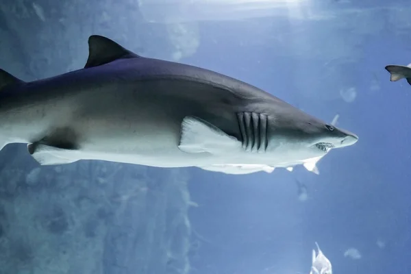 Close up shot of a bull shark. Huge, terrible teeth are visible. — Stock Photo, Image