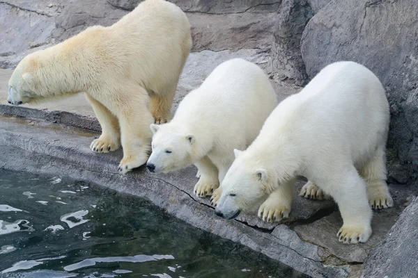 Polar bear cubs next to mother bear. — Stock Photo, Image