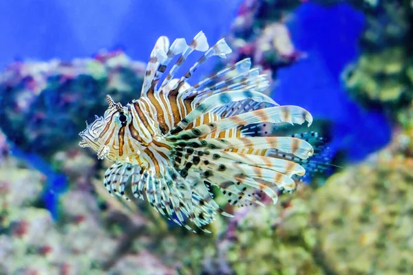 Lindo, peixe-leão do oceano. Nome internacional Pterois Oken. — Fotografia de Stock