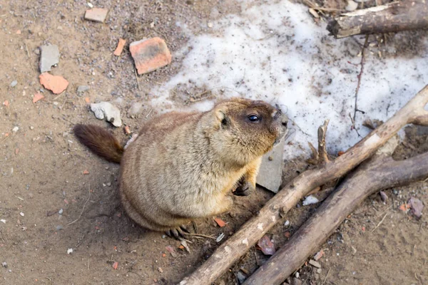 Groundhog olha para você curiosamente. Roedor peludo rastejou para fora da toca após a hibernação — Fotografia de Stock