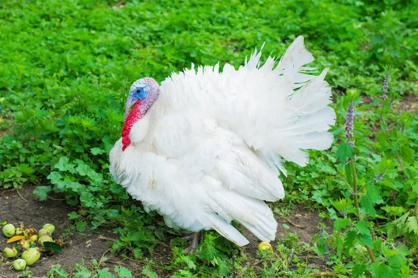 Un grosso tacchino bianco. Erba verde, fattoria, campagna. — Foto Stock