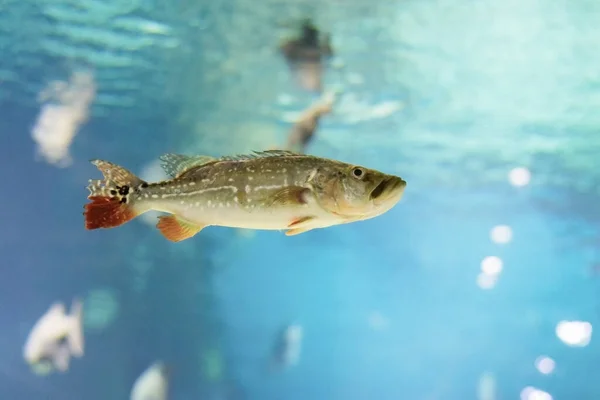 Lebender Wolfsbarsch schwimmt im blauen Wasser. — Stockfoto