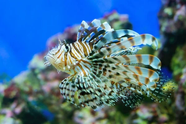 Lionfish w ich naturalnym środowisku. — Zdjęcie stockowe