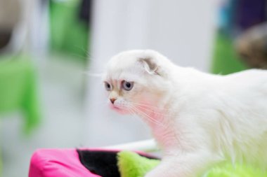 Beyaz kedicik İskoç sürüsü.