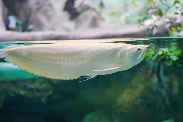Große, weiße Arowana-Fische. — Stockfoto
