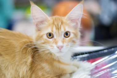 Tatlı kırmızı bir kedi yavrusu..