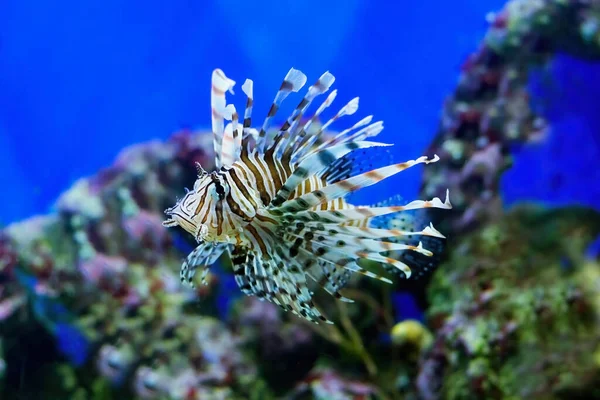 Lindo, peixe-leão do oceano. Nome internacional Pterois Oken. — Fotografia de Stock