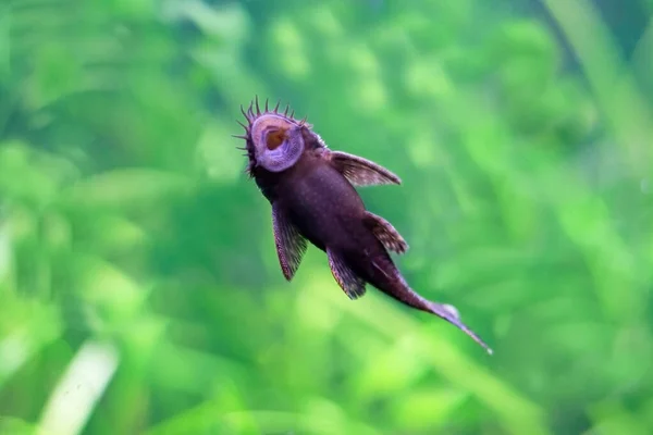 Balık emici. Resimde enayi bir balığın ağzı görünüyor..