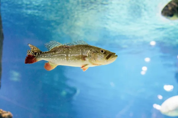 Spigola galleggia in acqua limpida, blu. — Foto Stock