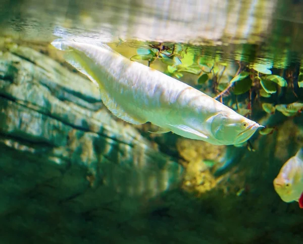 Große, weiße Arowana-Fische. — Stockfoto