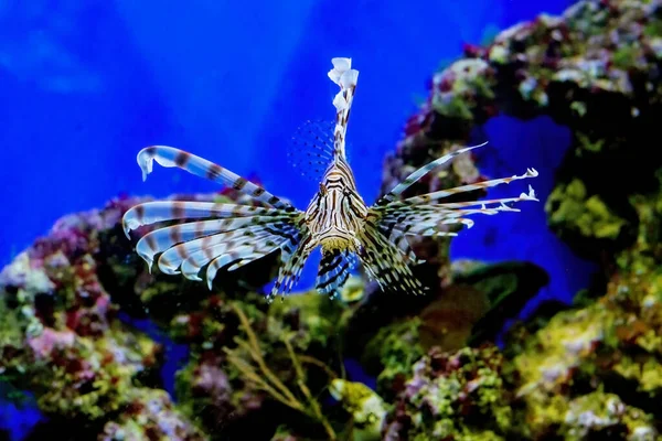 Schöne, Meeresfische. Internationaler Name Pterois Oken. — Stockfoto