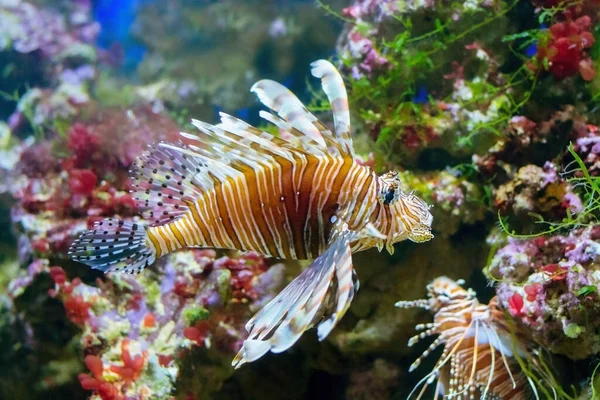 Lindo, peixe-leão do oceano. Nome internacional Pterois Oken. — Fotografia de Stock