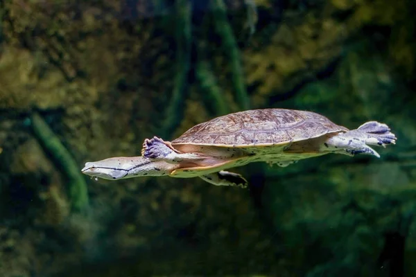 Egy közeli tengeri teknős. — Stock Fotó