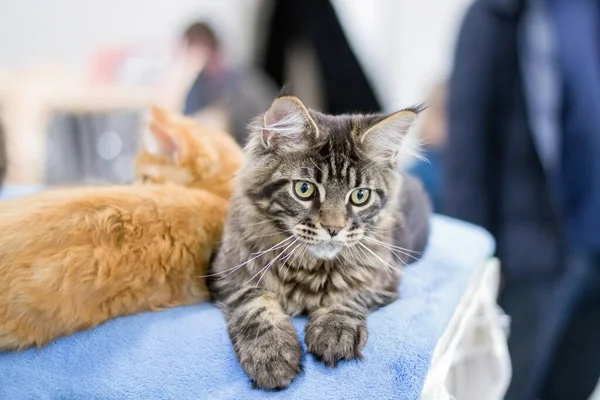 Maine Rakun Kedileri