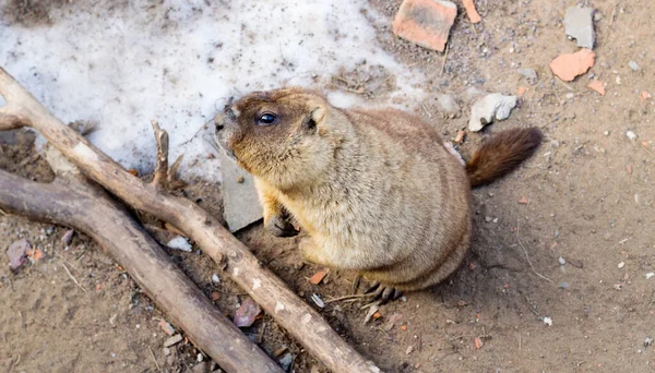 De marmot werd wakker na zijn winterslaap en keek met één oog naar de camera.. — Stockfoto